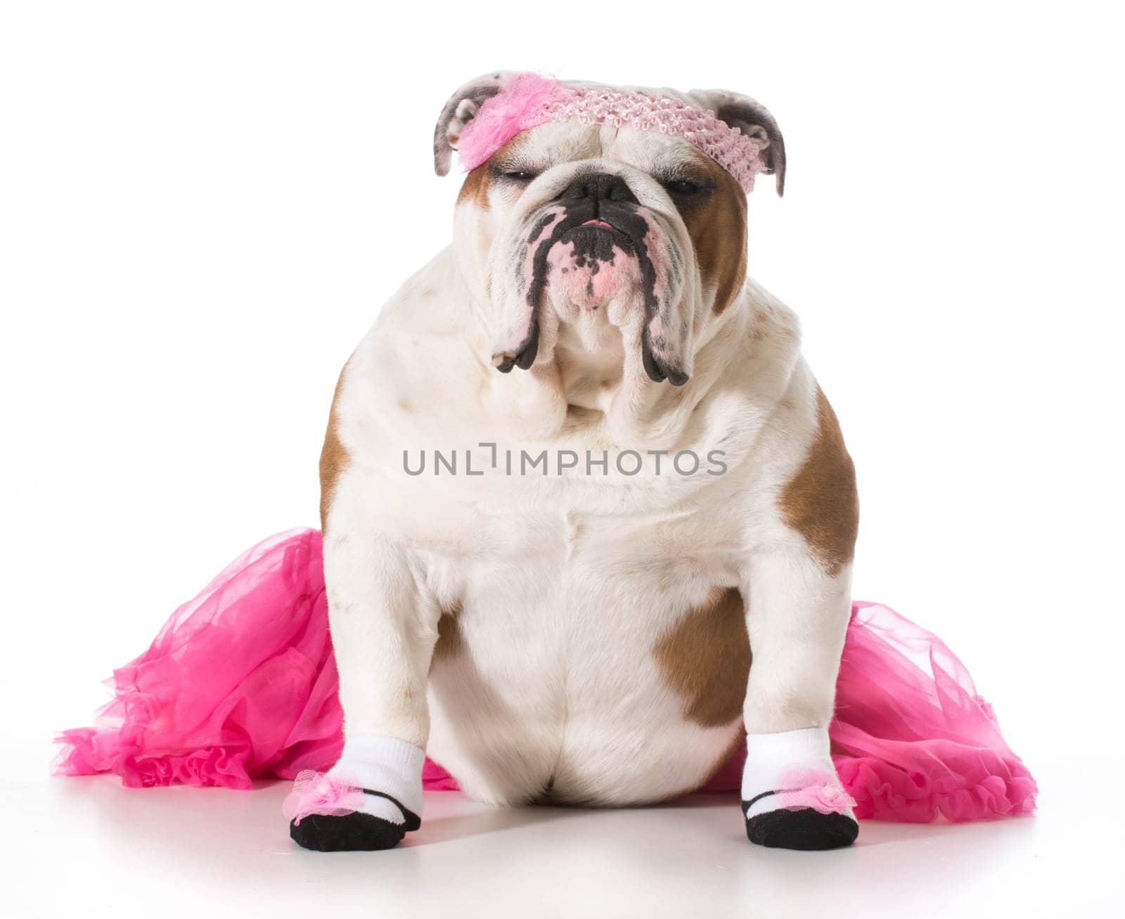 dog wearing ballerina costume isolated on white background - english bulldog