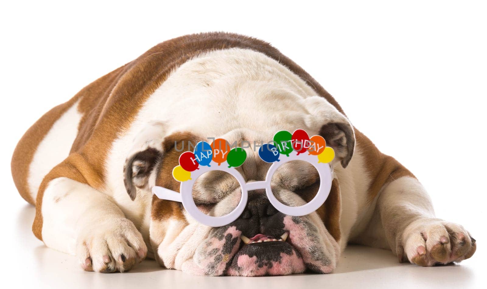 english bulldog wearing birthday glasses on white background