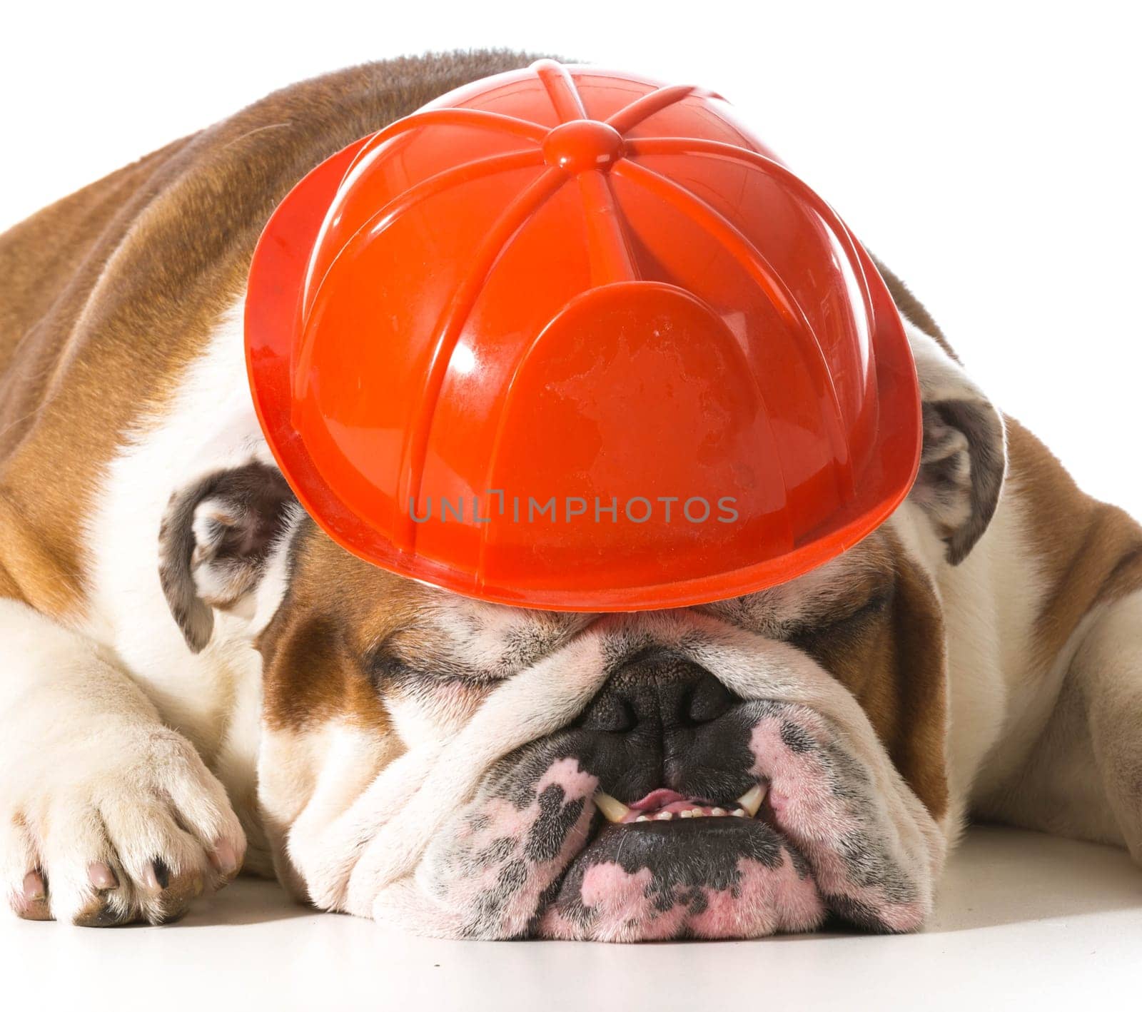english bulldog wearing fireman hat on white background