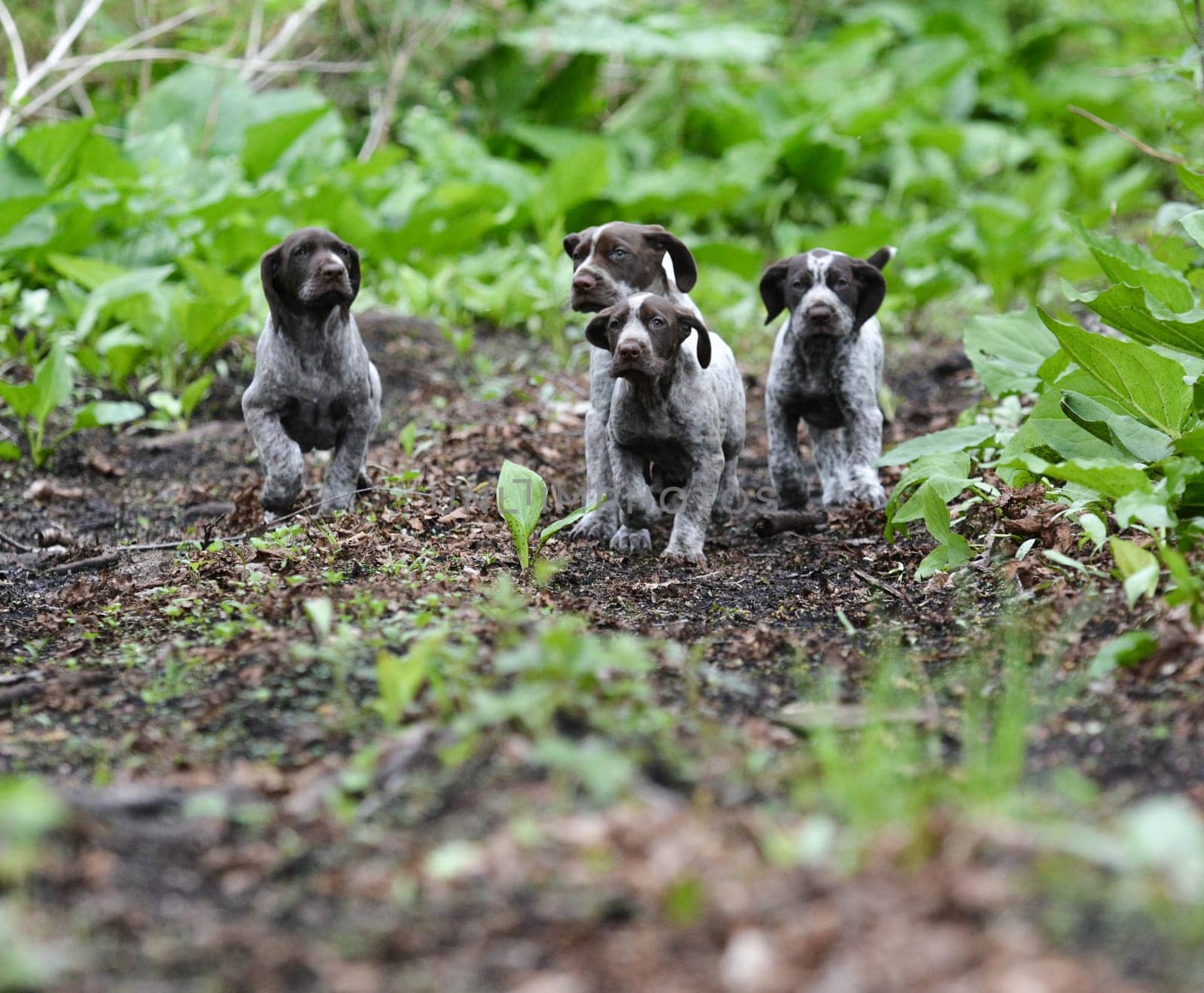 german shorthaired pointer litter running in the forest - 8 weeks old