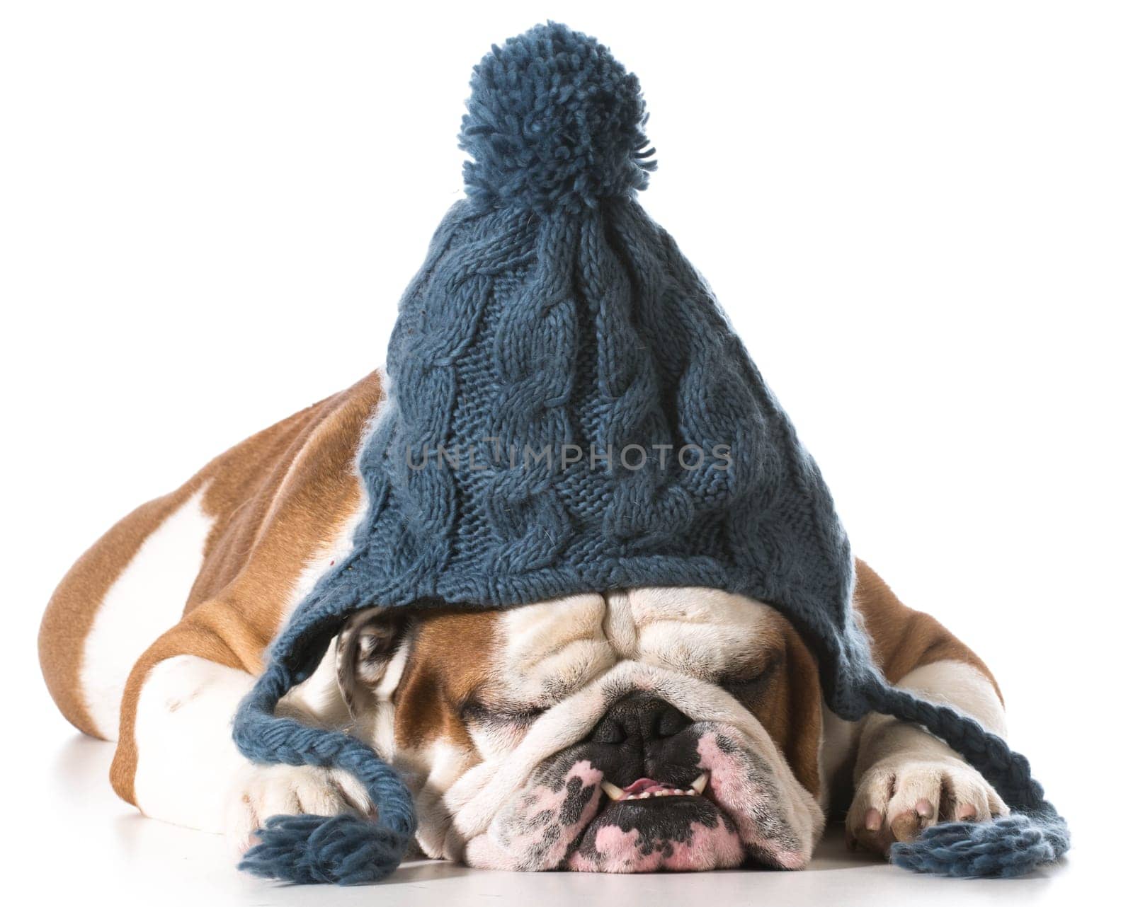 dog wearing knit winter hat on white background - english bulldog