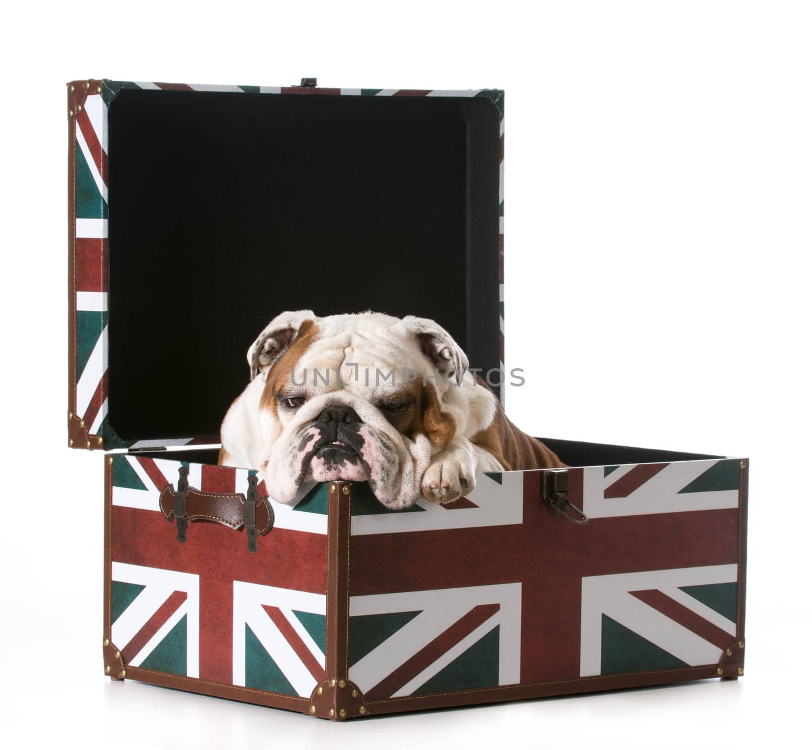 english bulldog sitting inside a british flag trunk