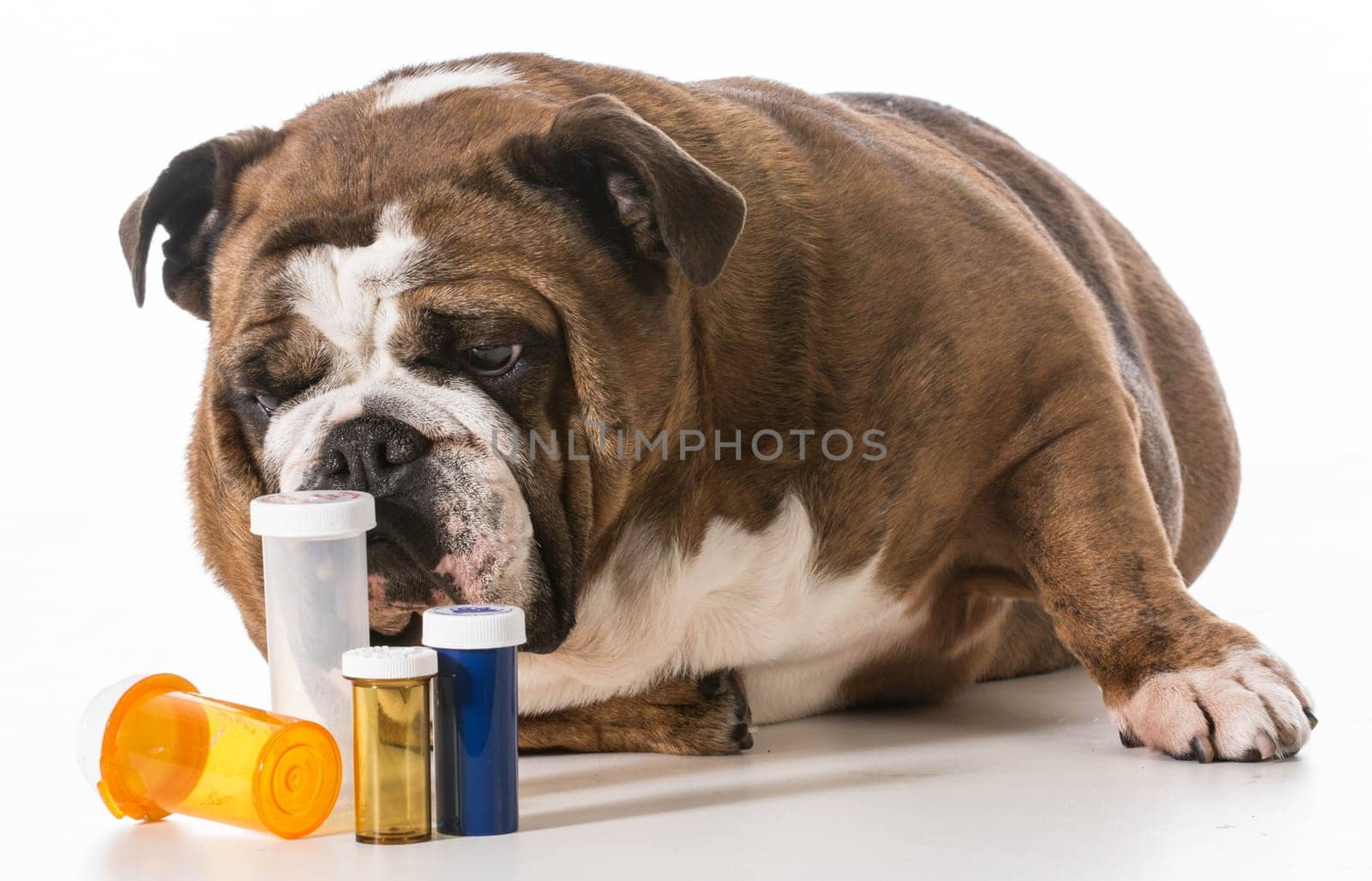 dog laying beside several pill bottles on white background - english bulldog