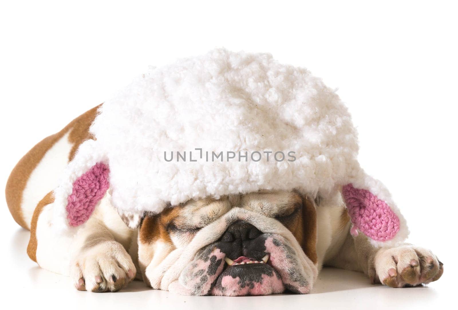 english bulldog wearing lamb hat isolated on white background