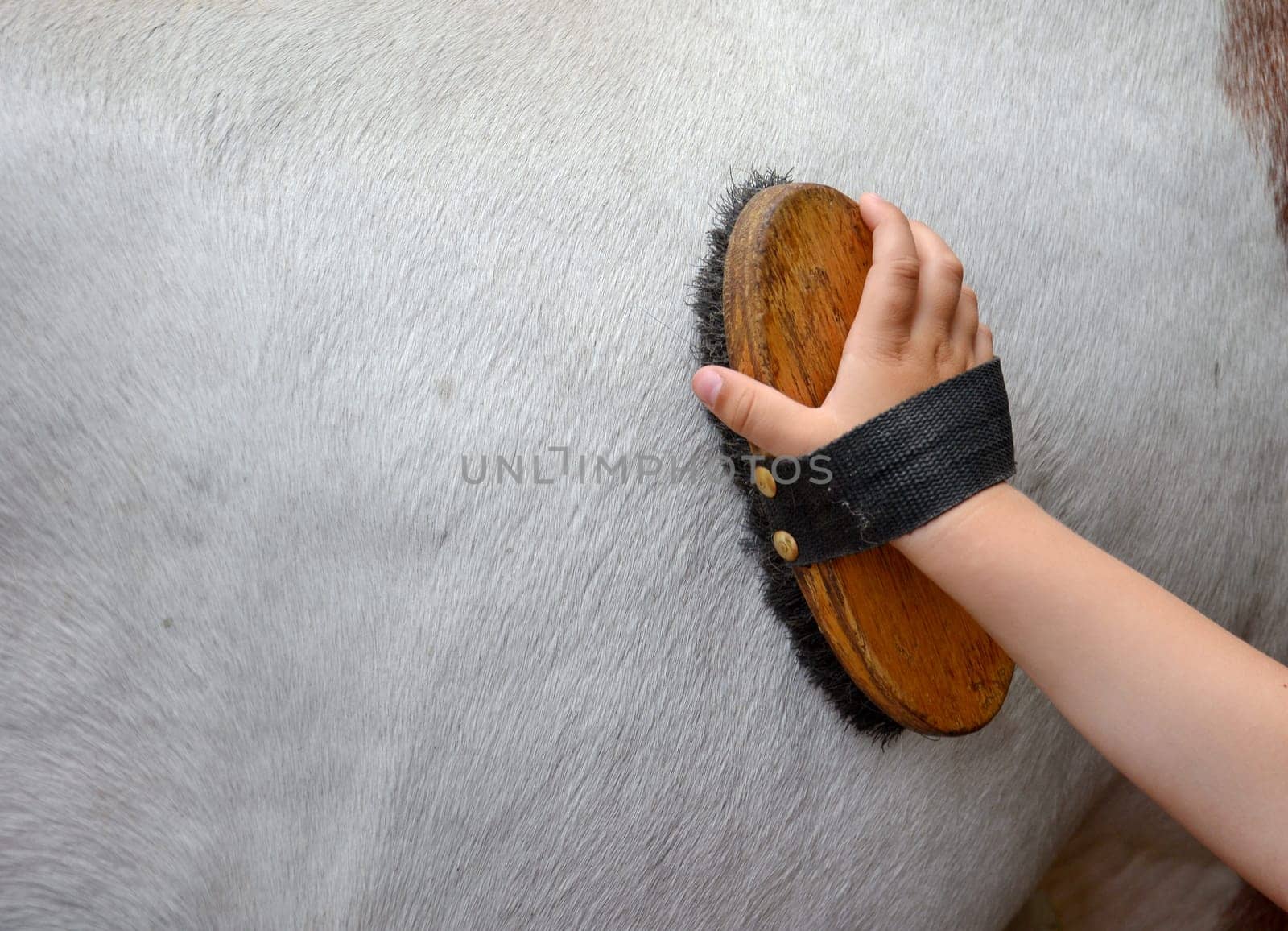 Horse bar