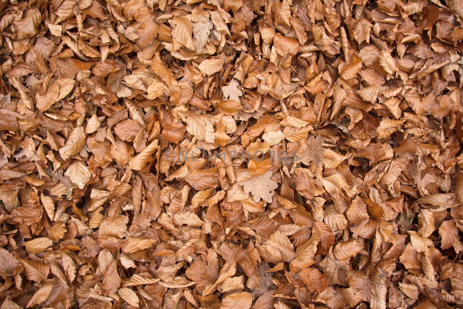 Leaves in autumn