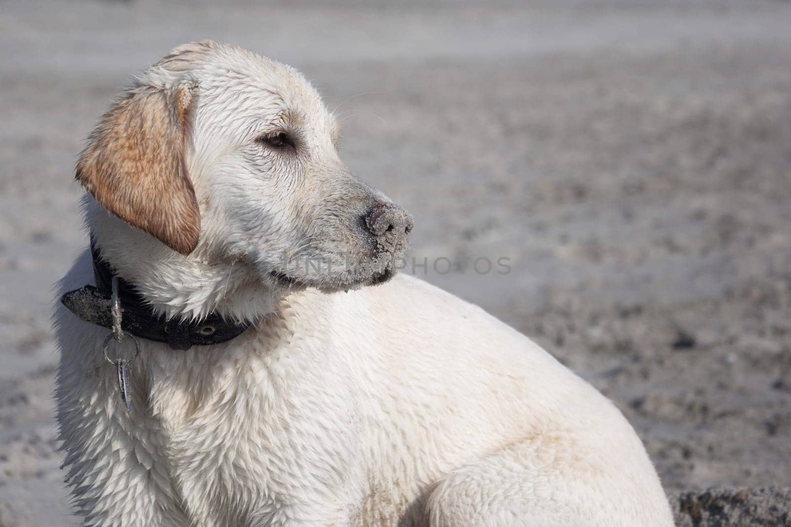 Labrador wet