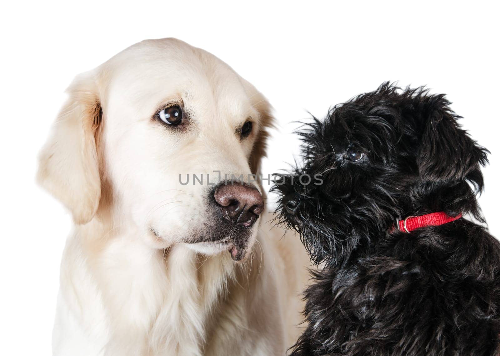 Labrador retriever and miniature schnauzer,  is isolated on a white background