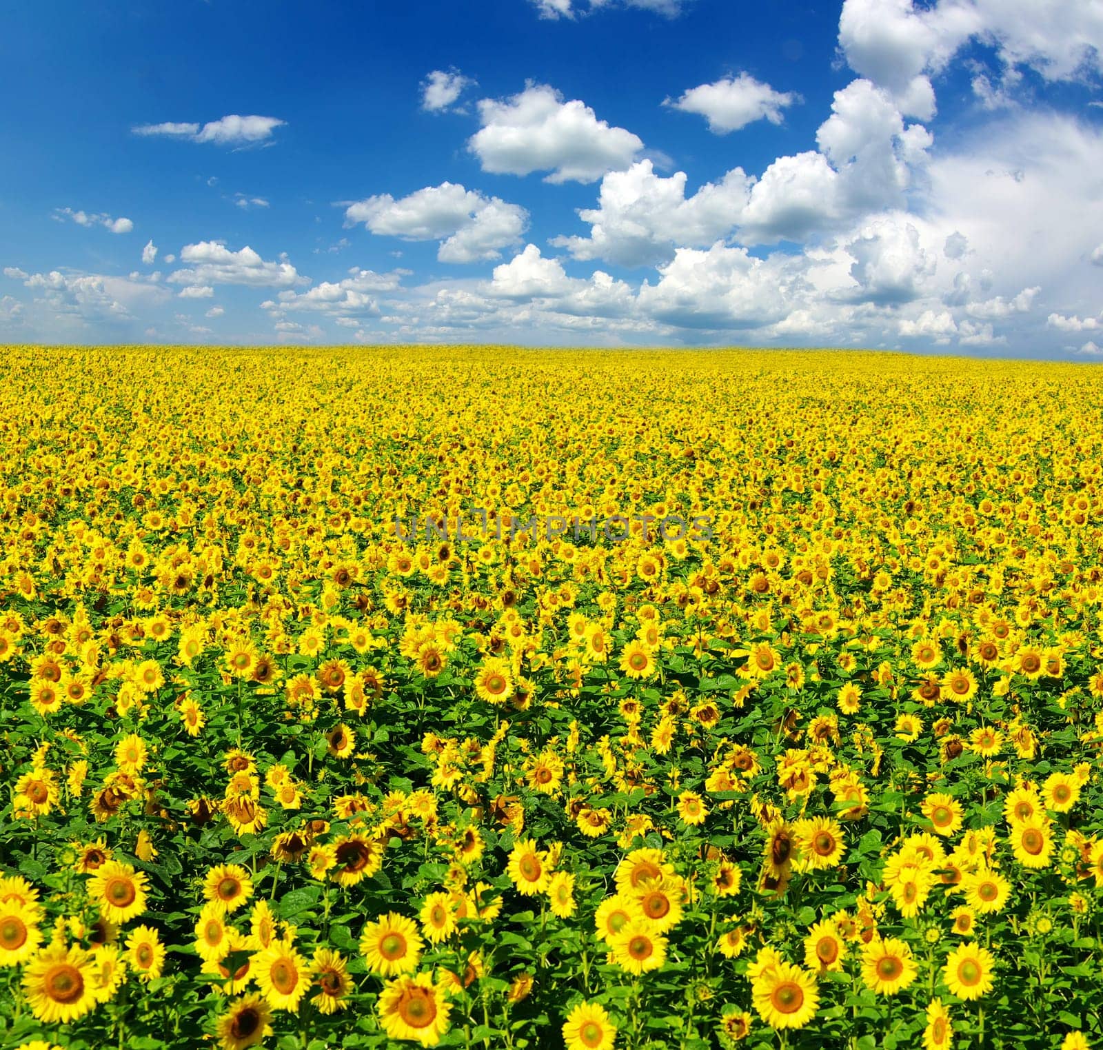 sunflower field over cloudy blue sky