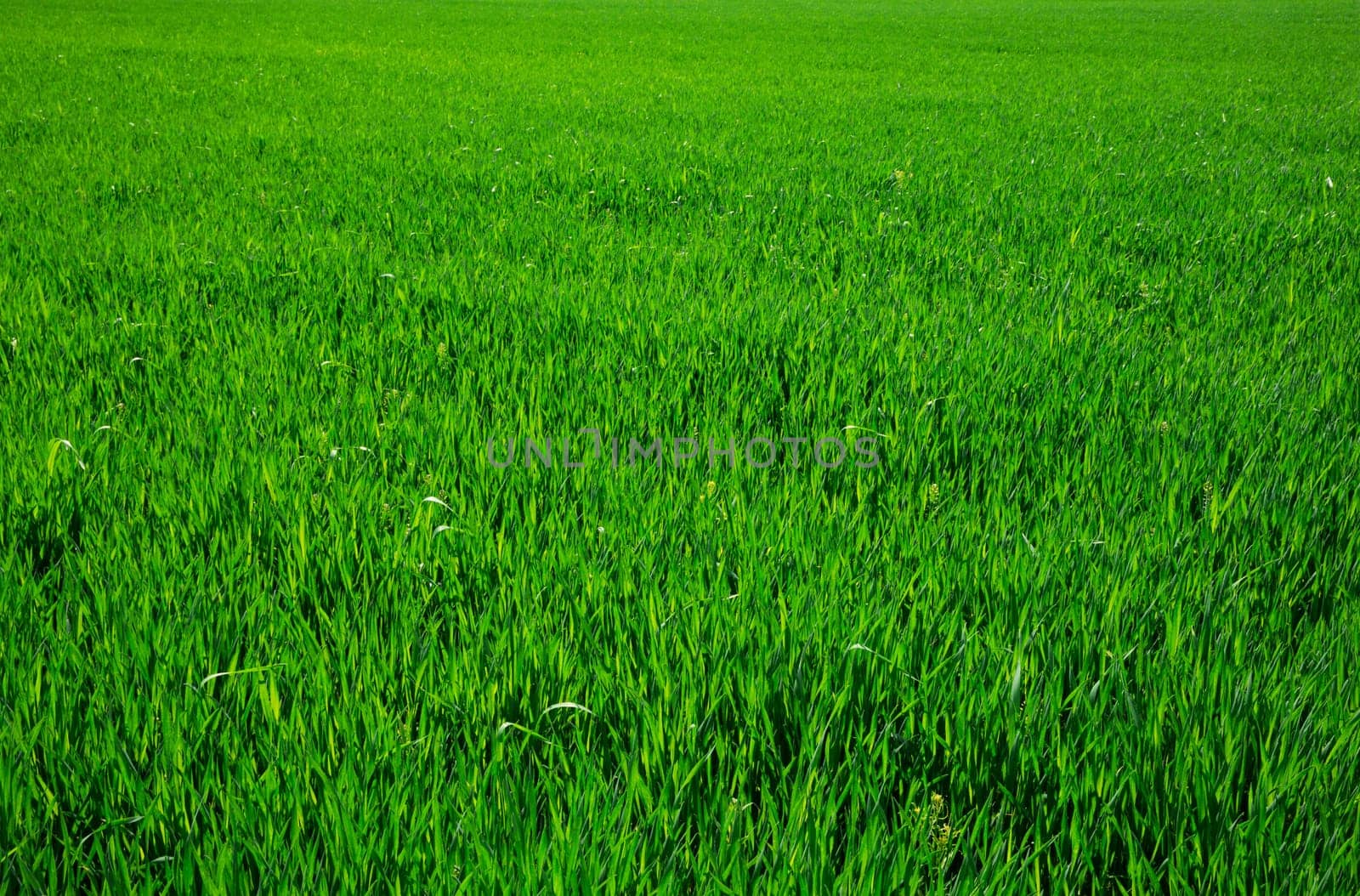 Green grass texture from a field