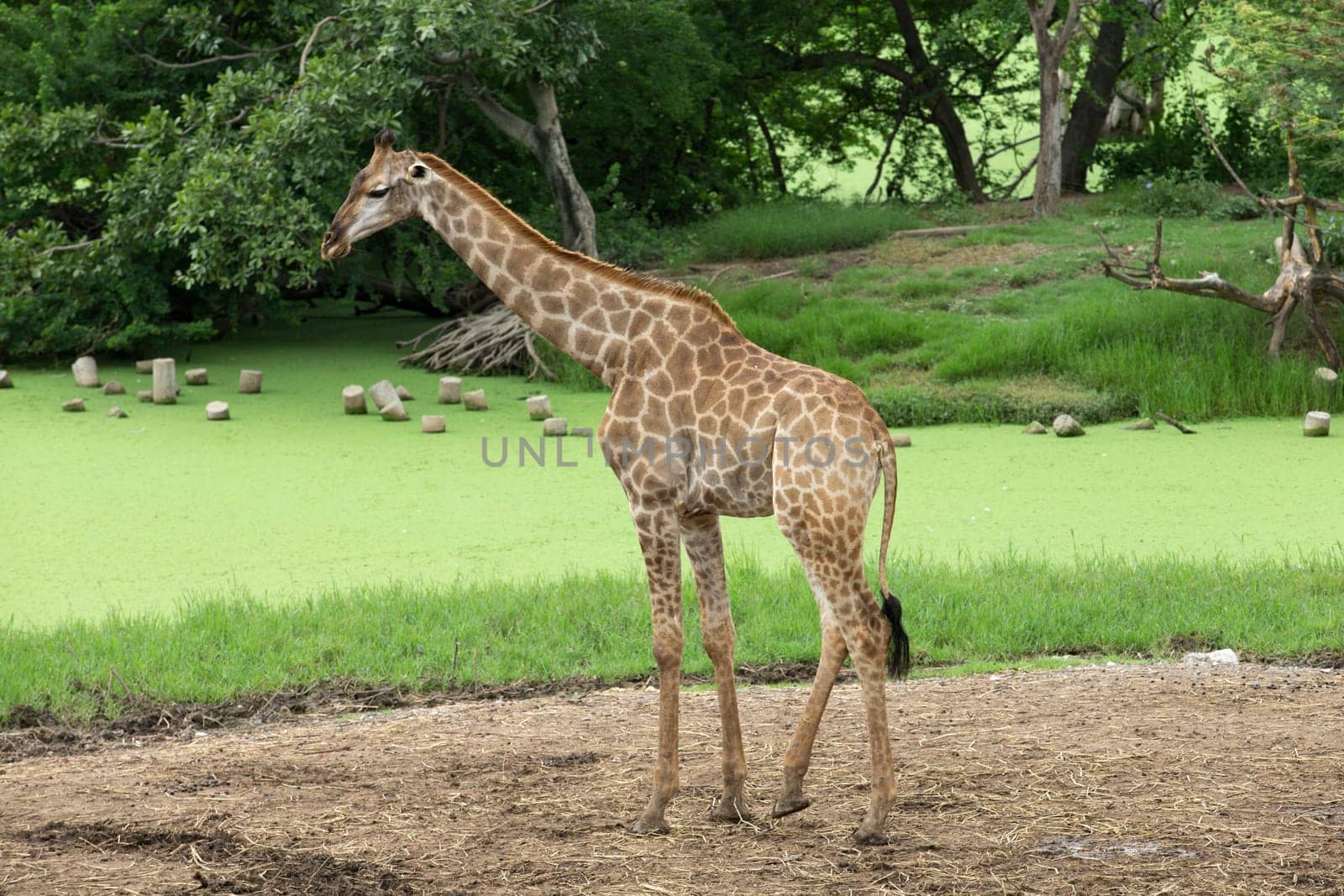 giraffes in the zoo safari park