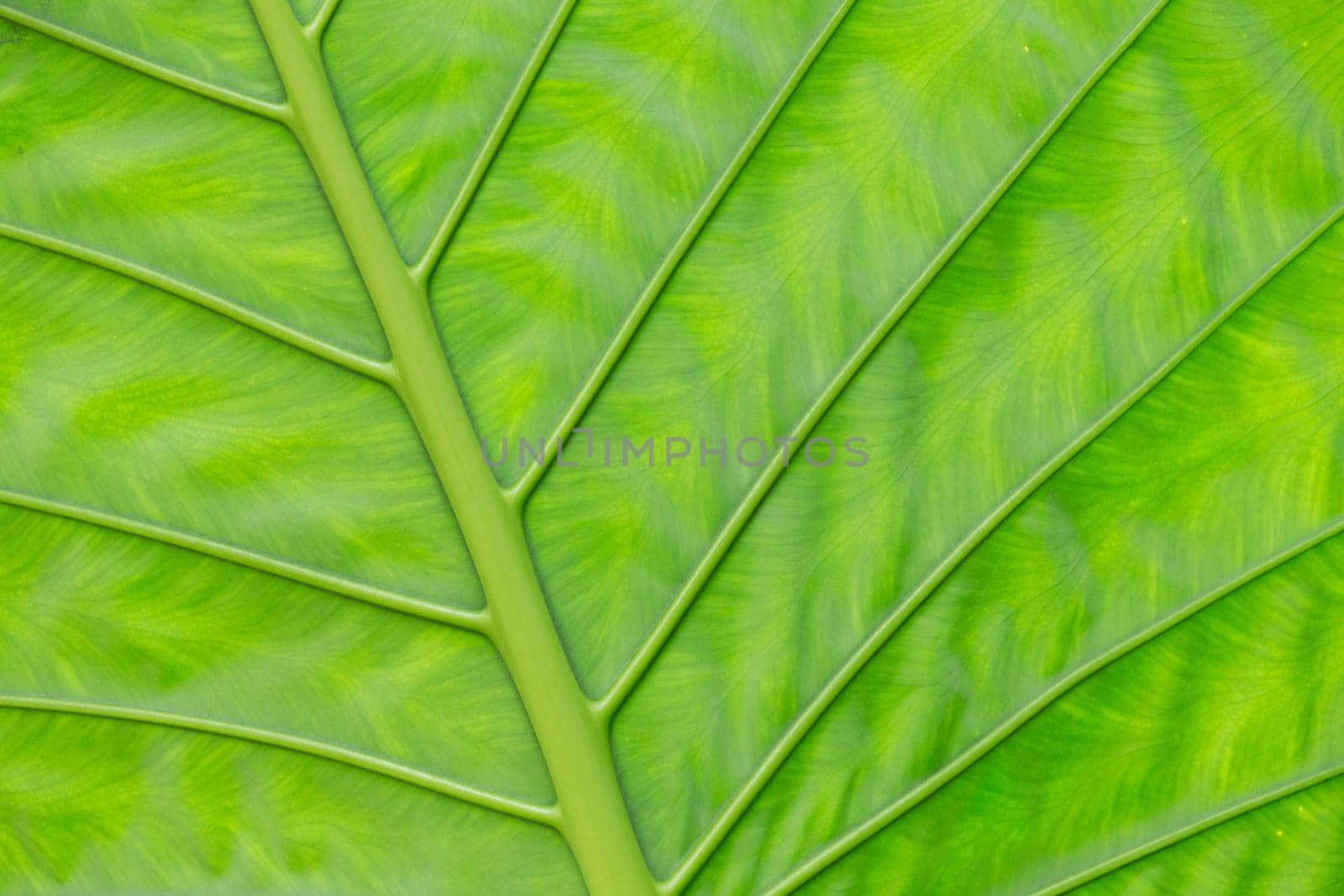 green leaf texture of a plant close up
