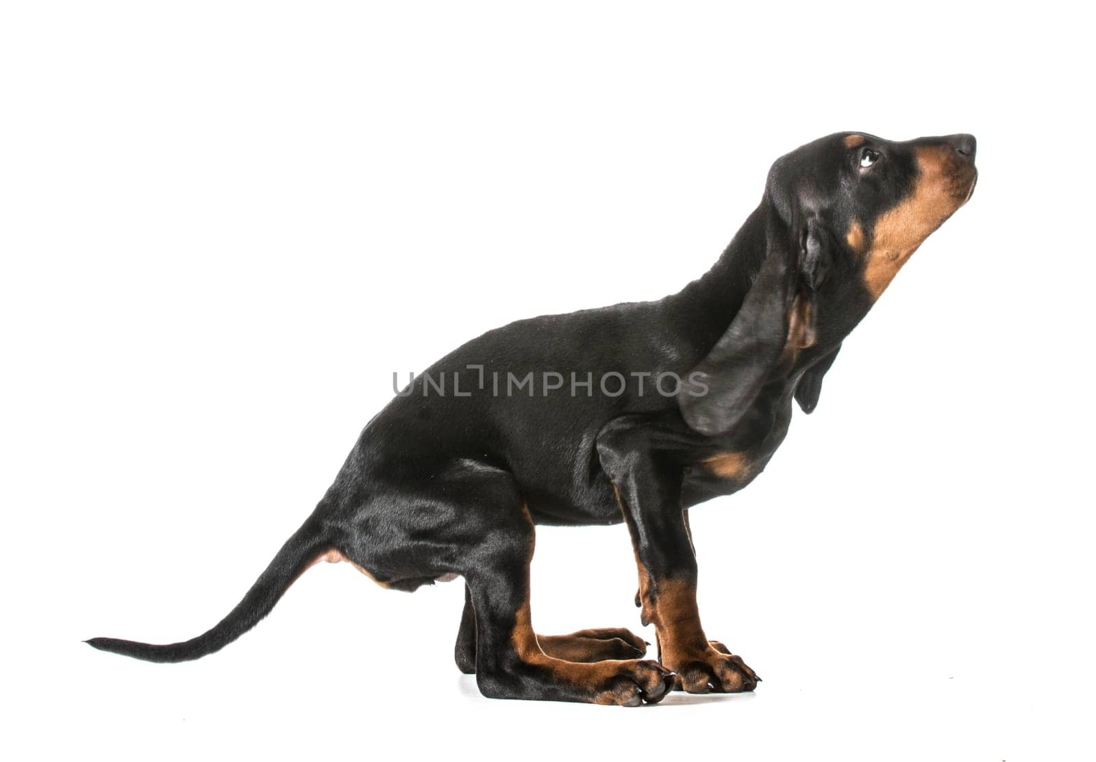 jumping puppy - black and tan coonhound getting ready to jump on white background