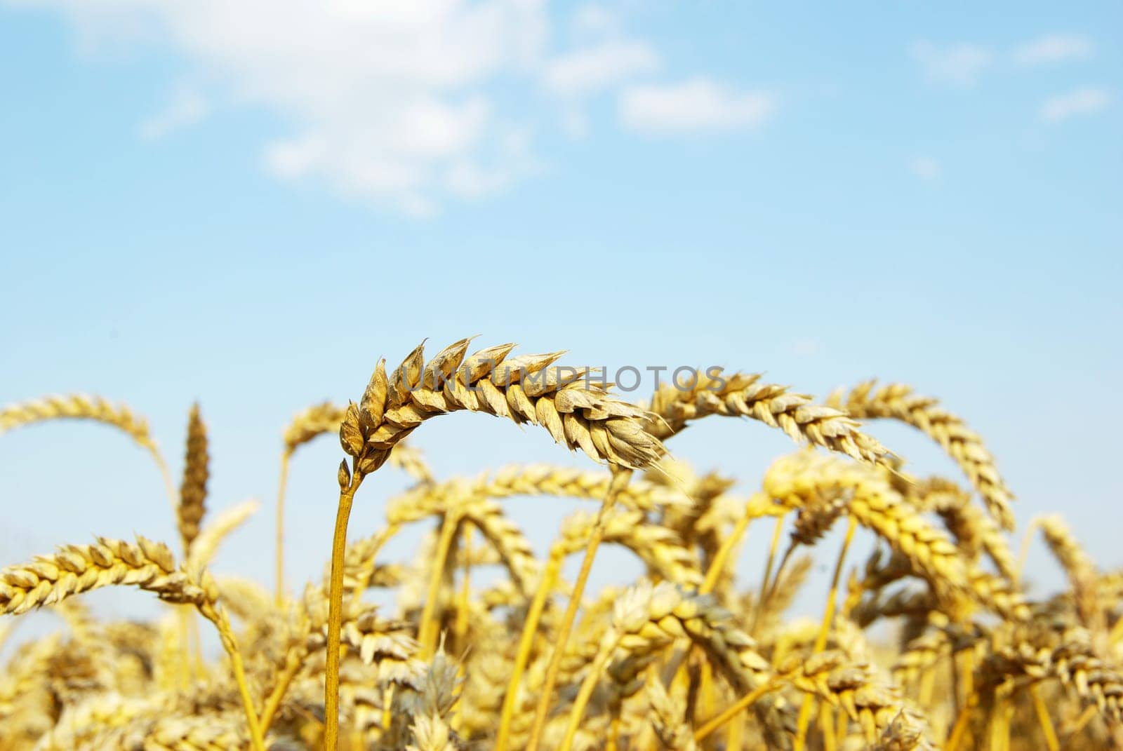 Field of wheat over blue sky