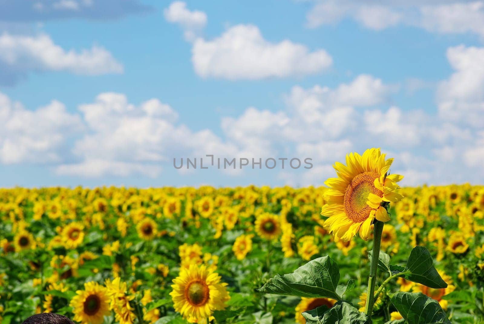 sunflower field over cloudy blue sky