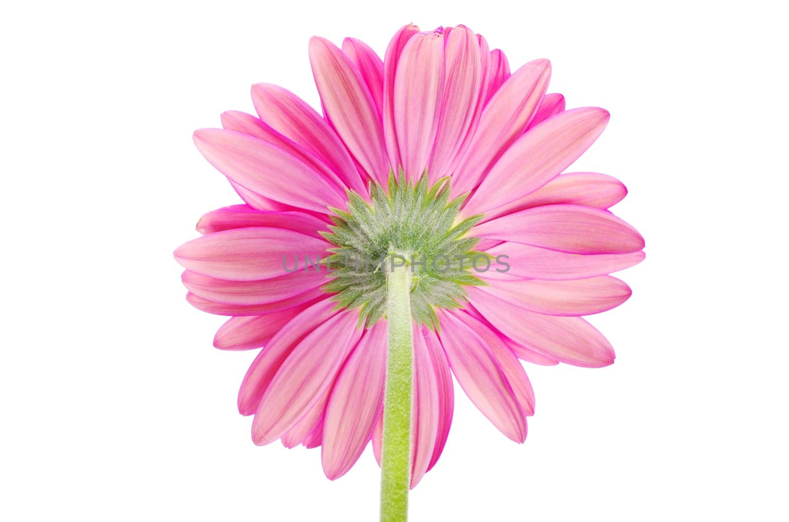 gerbera flower closeup on white background