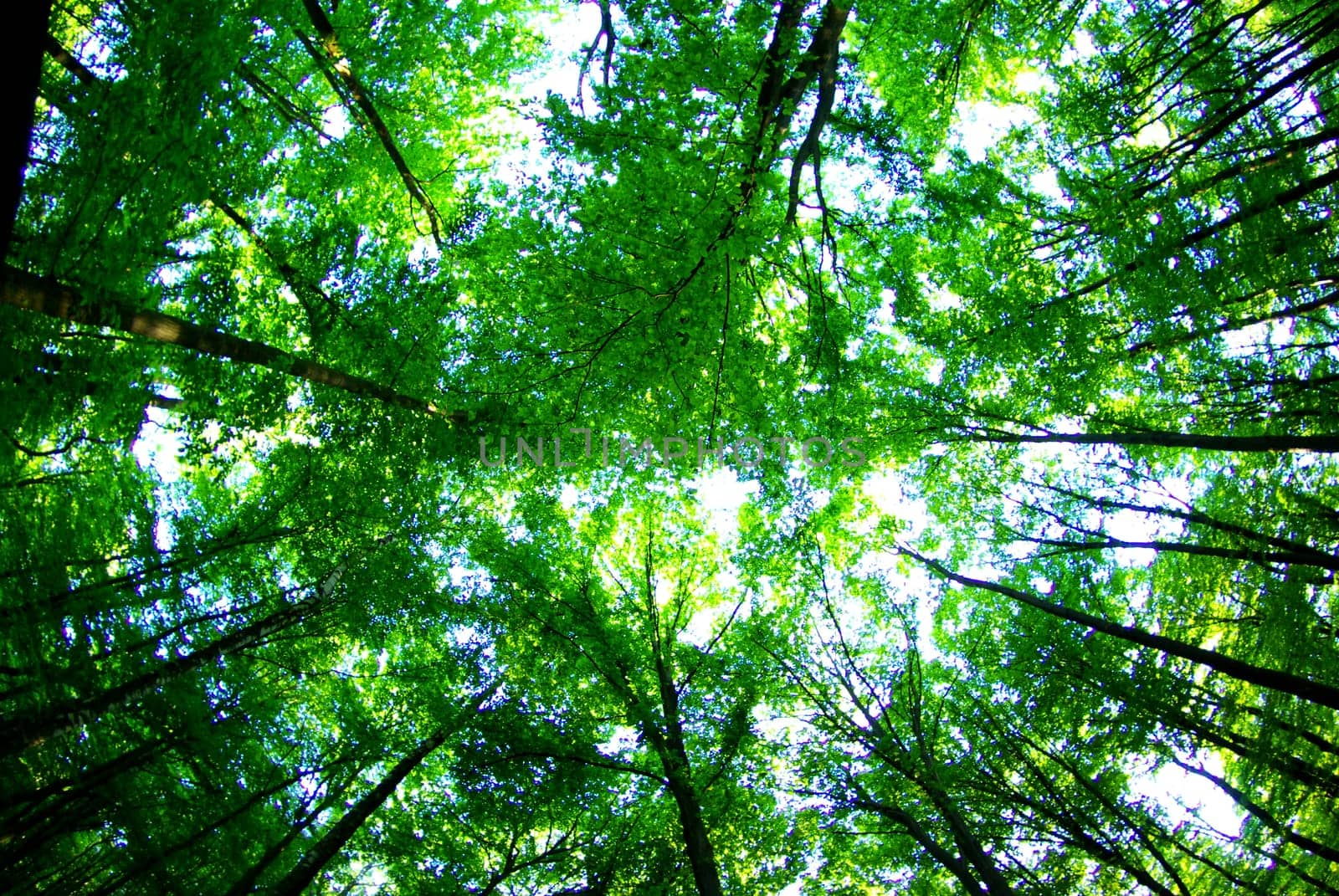 a path is in the green forest