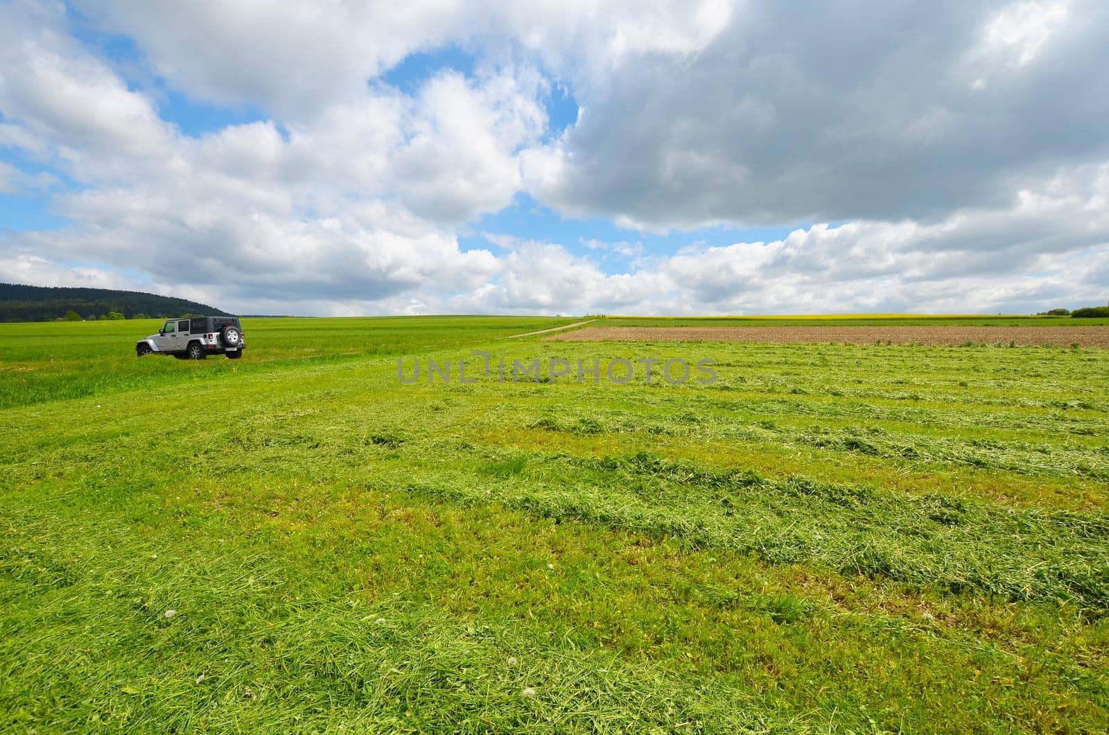 Car Meadow Herbs Summer Flowers