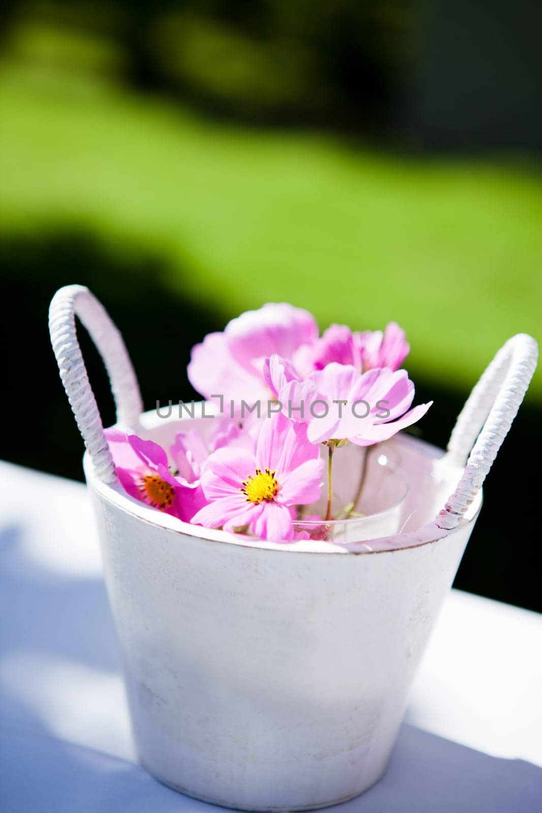 Closeup of decorative pink daisy flowers in bucket on table outdoors on sunny day