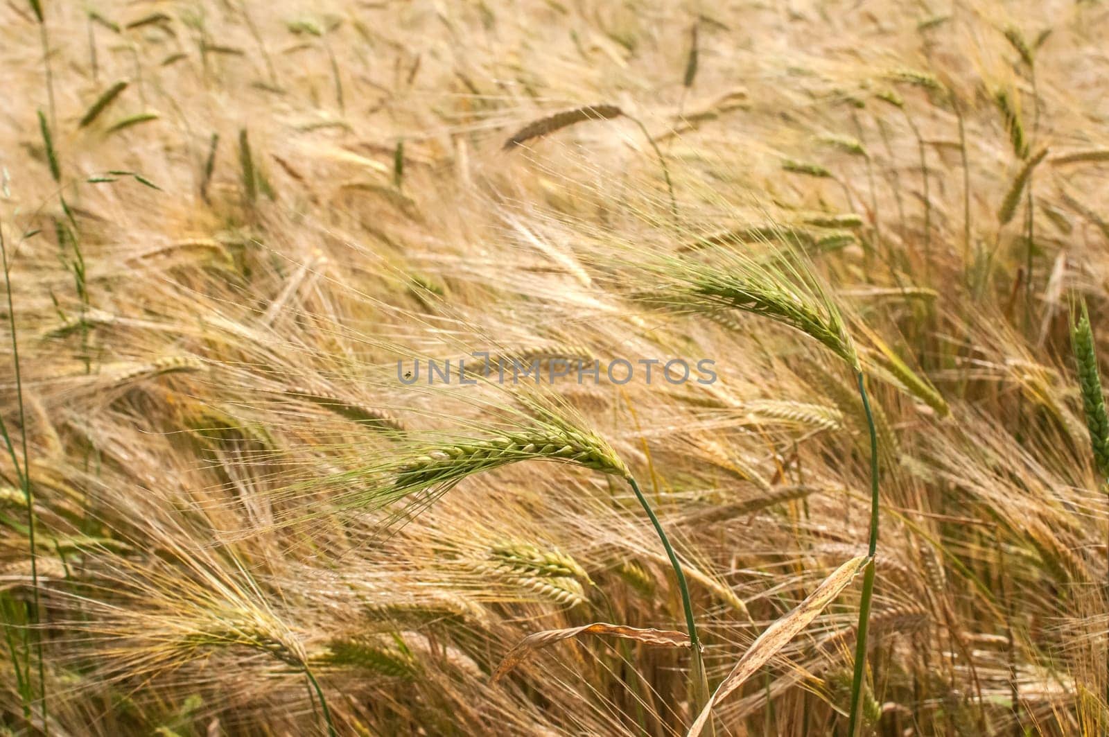 Wheat field in late spring detail closeup as background