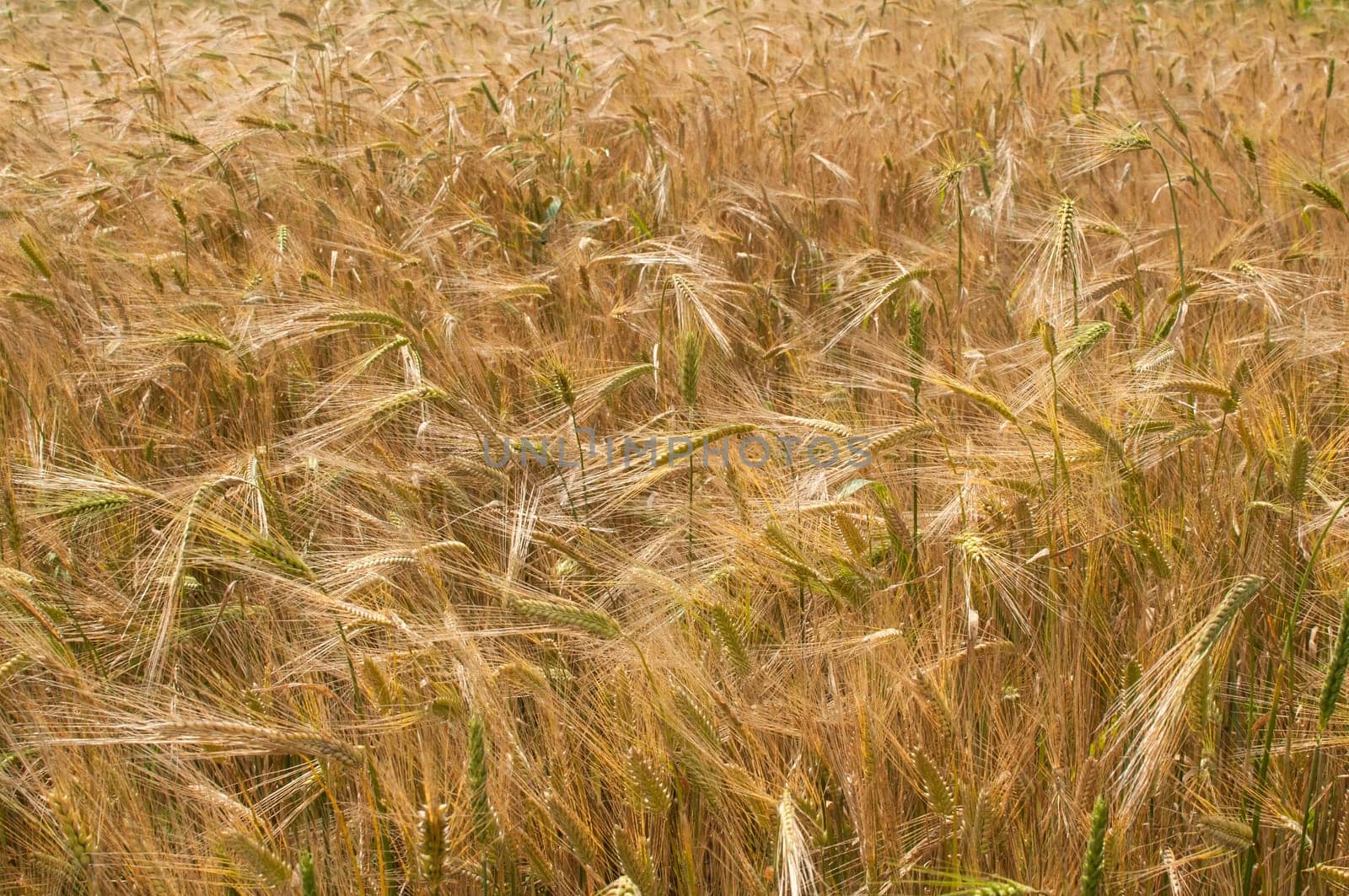 Wheat field in late spring detail closeup as background