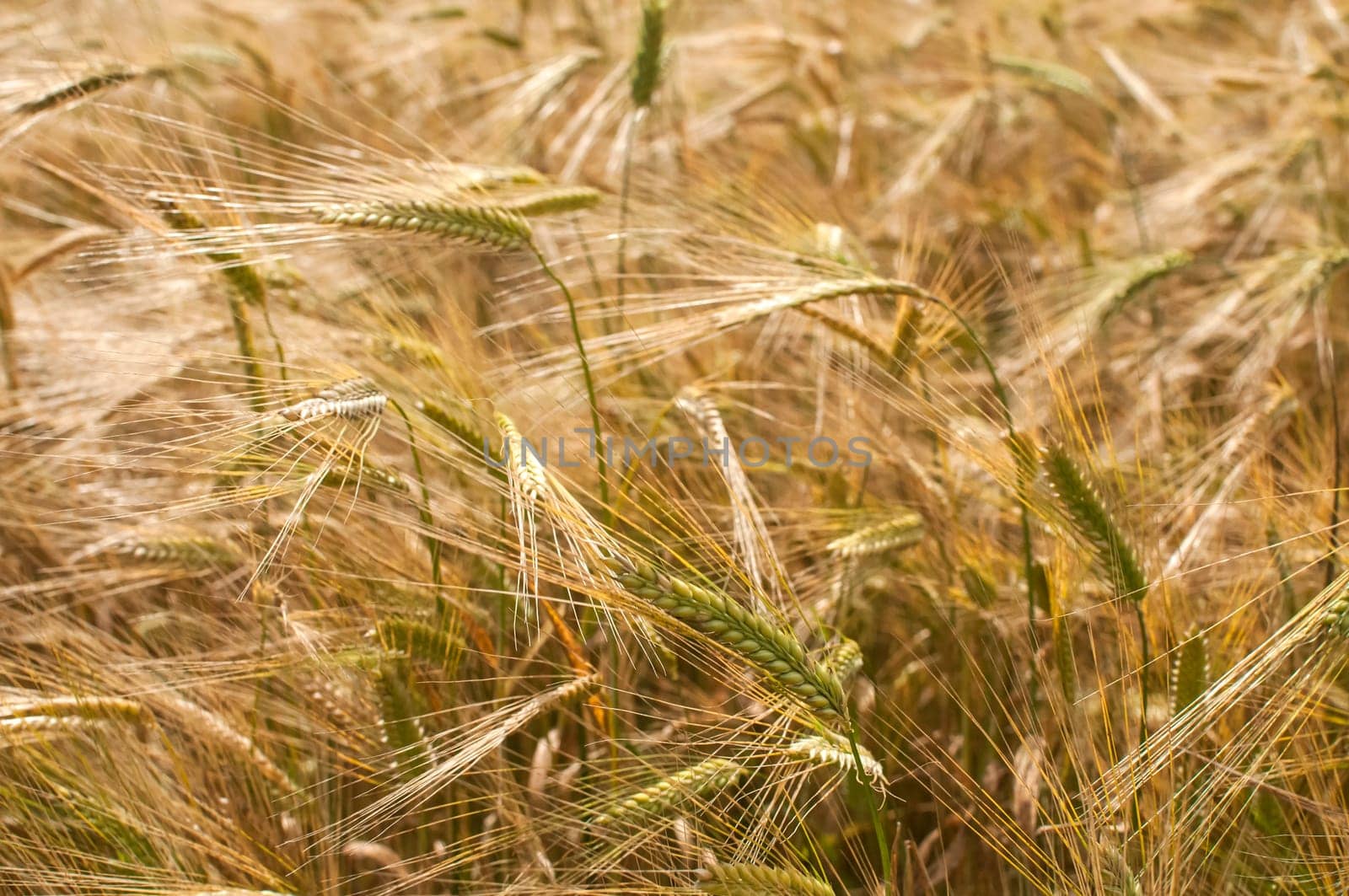 Wheat field in late spring detail closeup as background