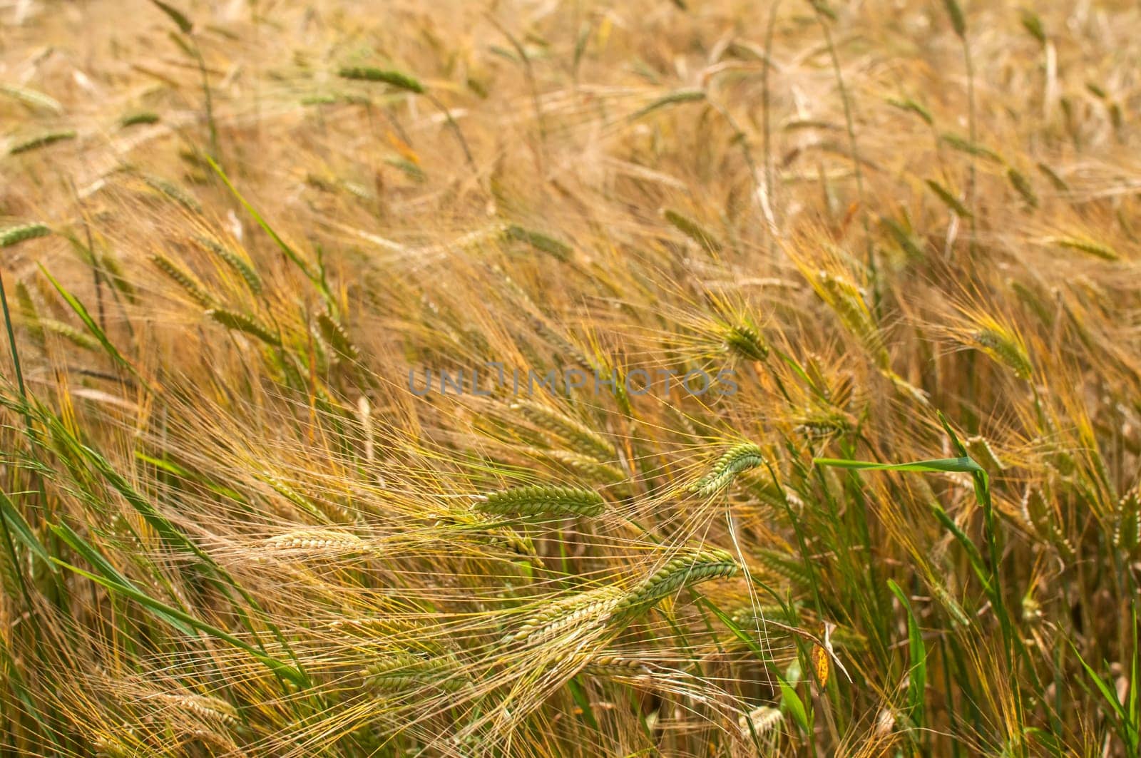 Wheat field in late spring detail closeup as background