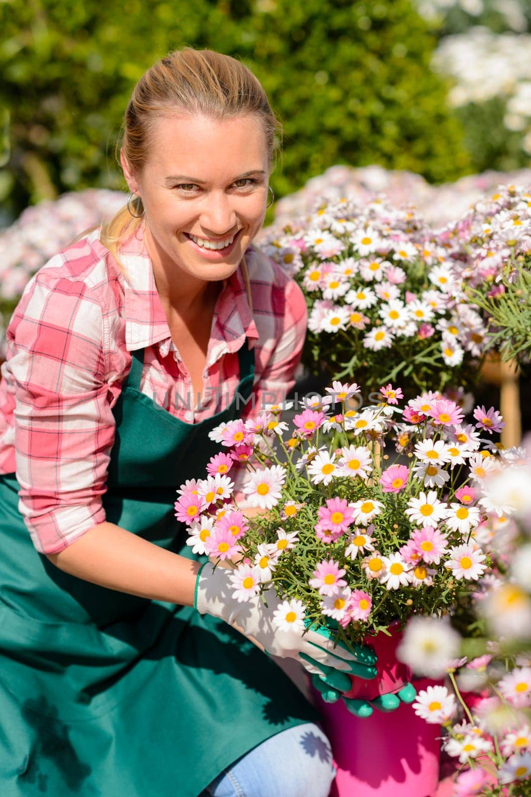 Garden center woman worker holding pink potted flowers smiling sunny