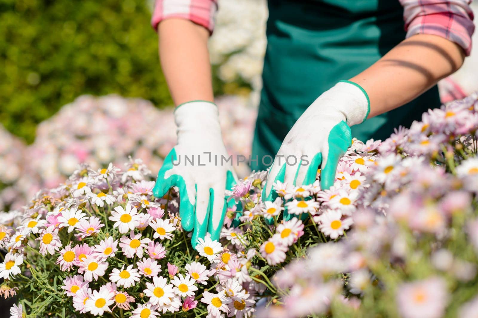 Close-up hands in gardening gloves touch daisy flowerbed sunny day