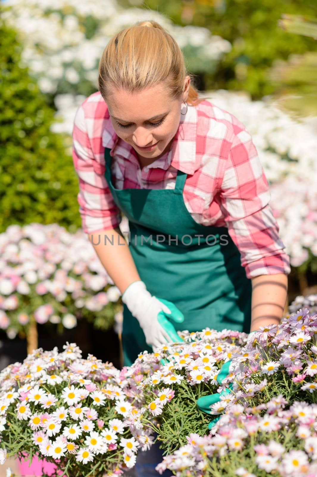Garden center woman worker checking daisy flowerbed potted plants sunny
