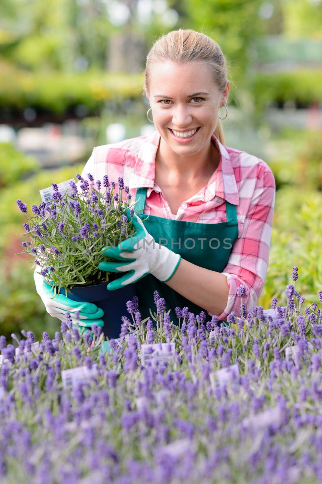 Smiling garden center woman worker with lavender potted flowers flowerbed