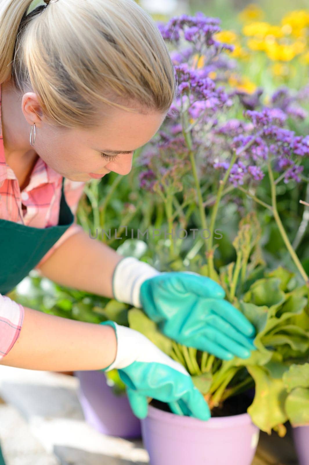 Garden center woman worker planting purple potted flowers