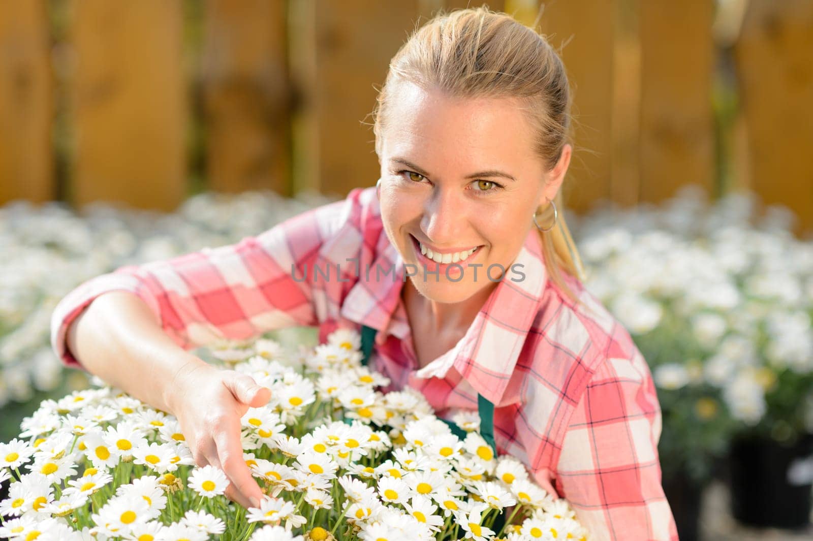 Smiling garden center woman worker with potted daisy flowers sunny