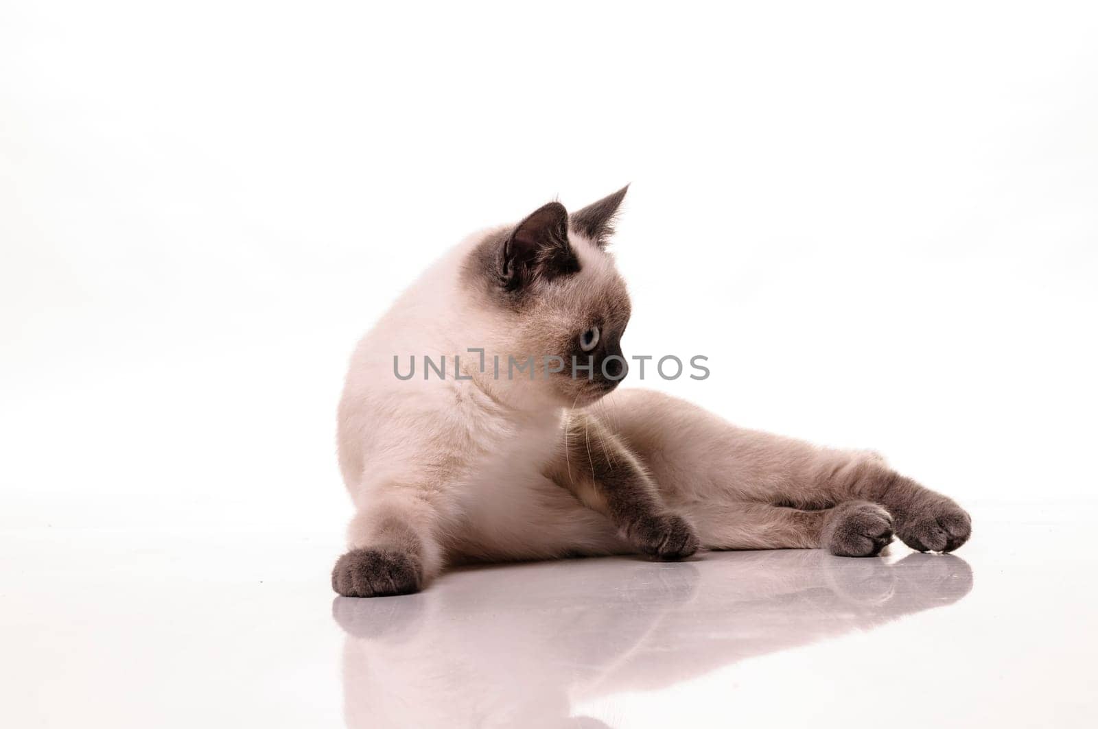 Portrait of a playfull British Shorthair cat isolated on a white background.