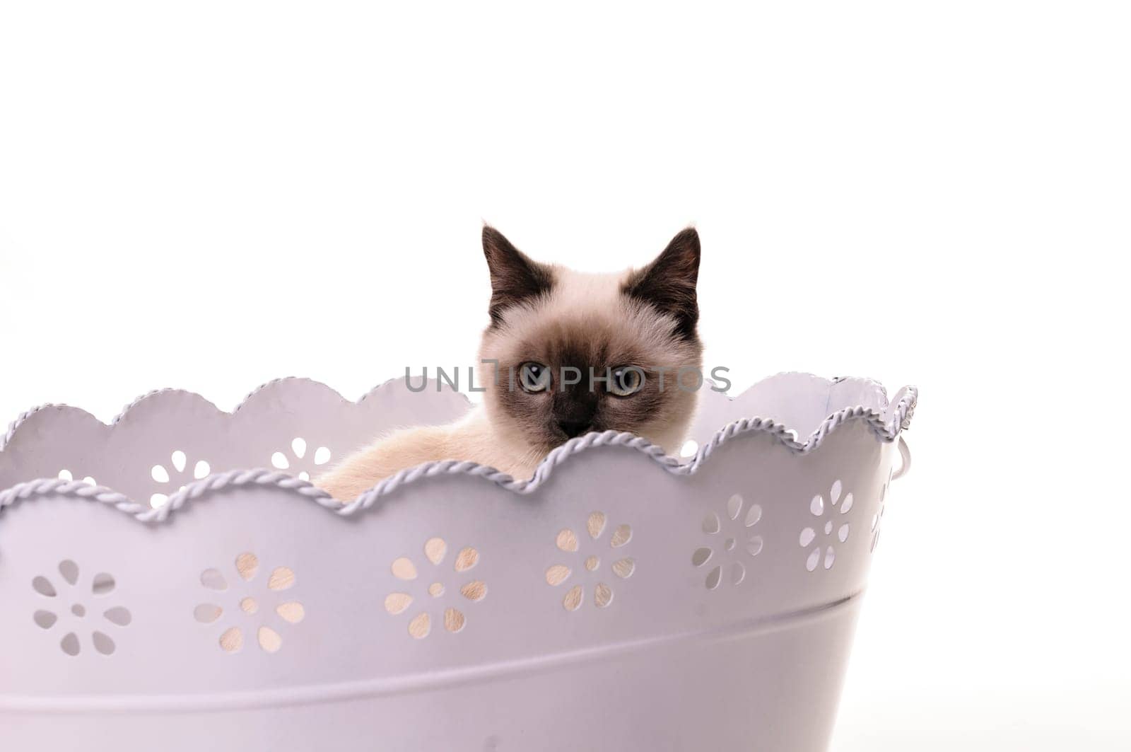 A sweet little kitten sits in a white sheet flower pot and looking out carefully, isolated on a white background.