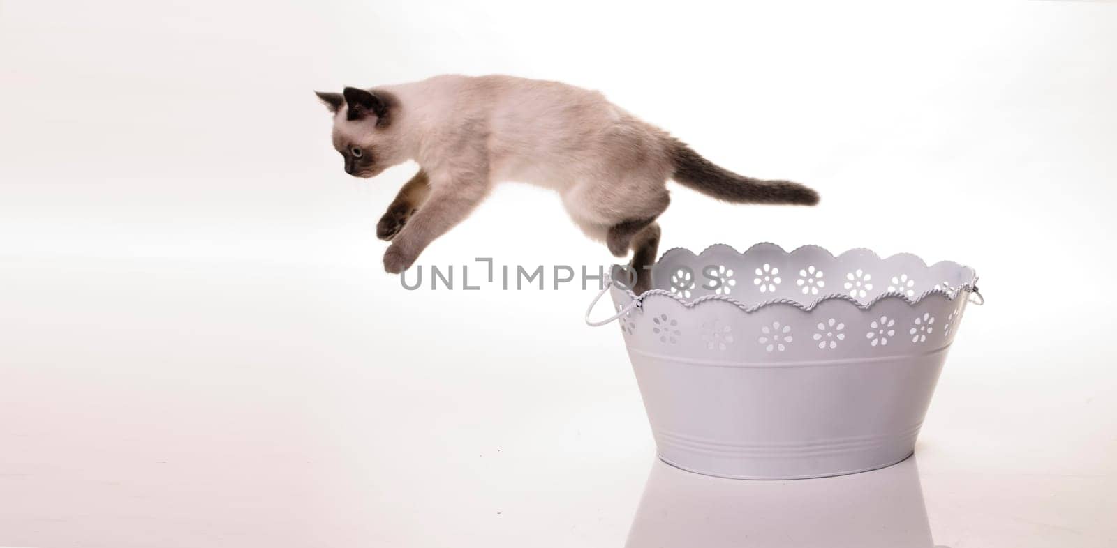 A sweet little kitten jumping out of a white sheet flower pot, isolated against white background.