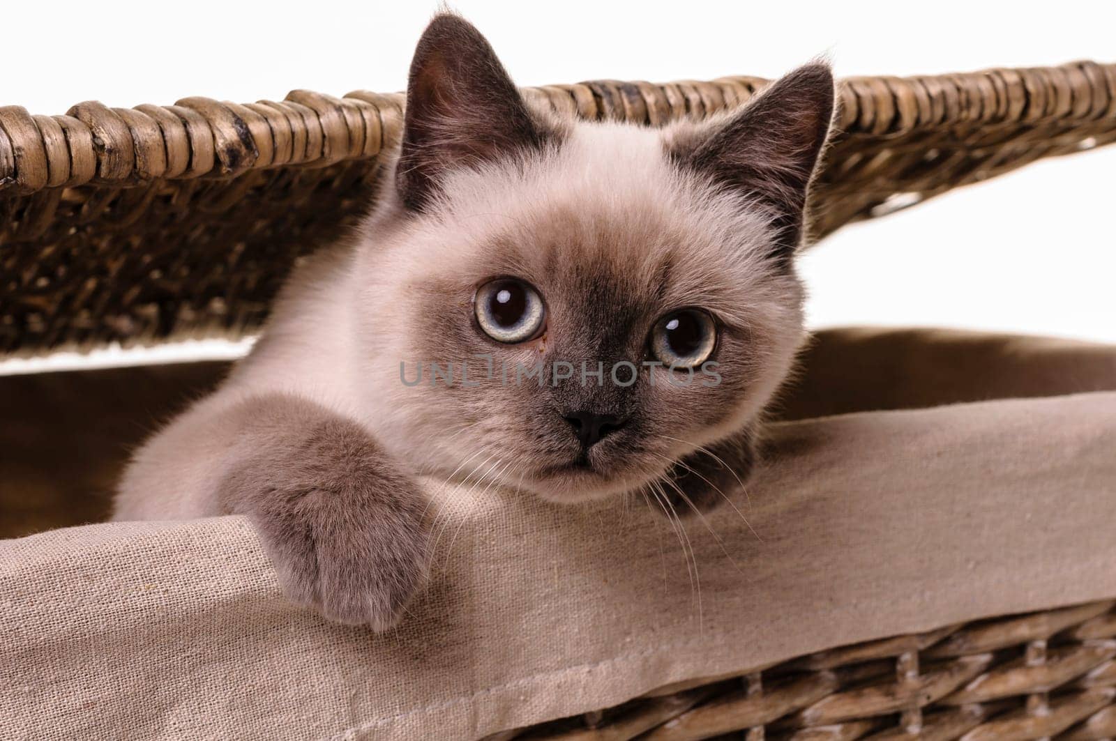 Portrait of a playfull British Shorthair cat in a wicker laundry basket isolated on a white background.