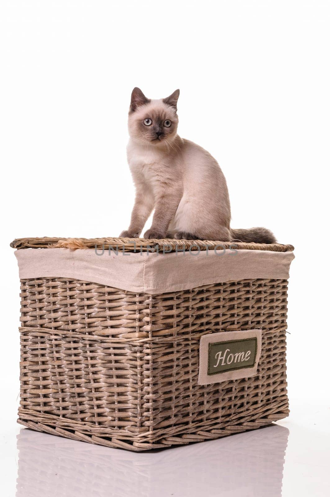 A sweet little kitten sitting on a wicker laundry basket grazing, isolated against white background.