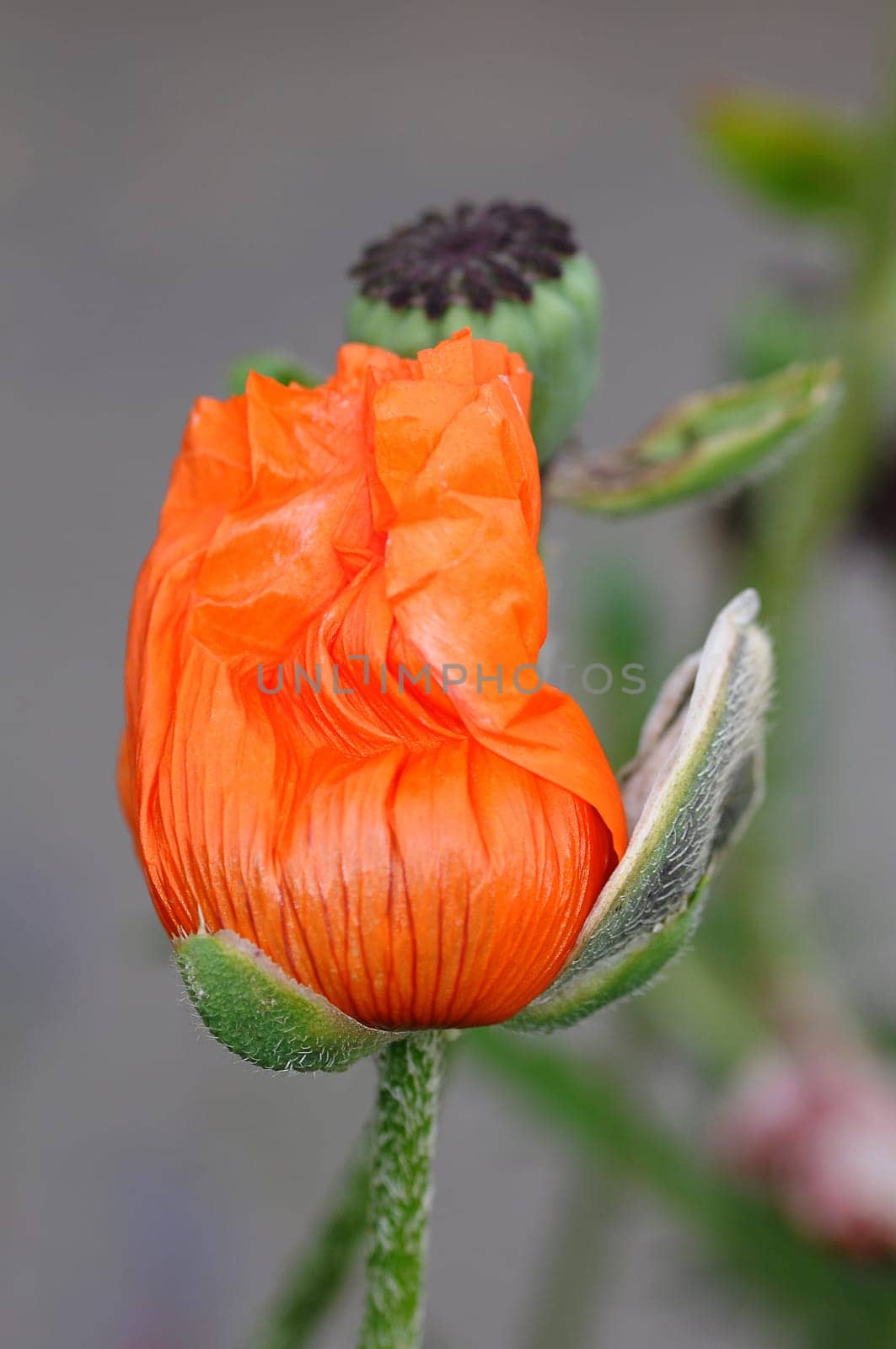 Poppy