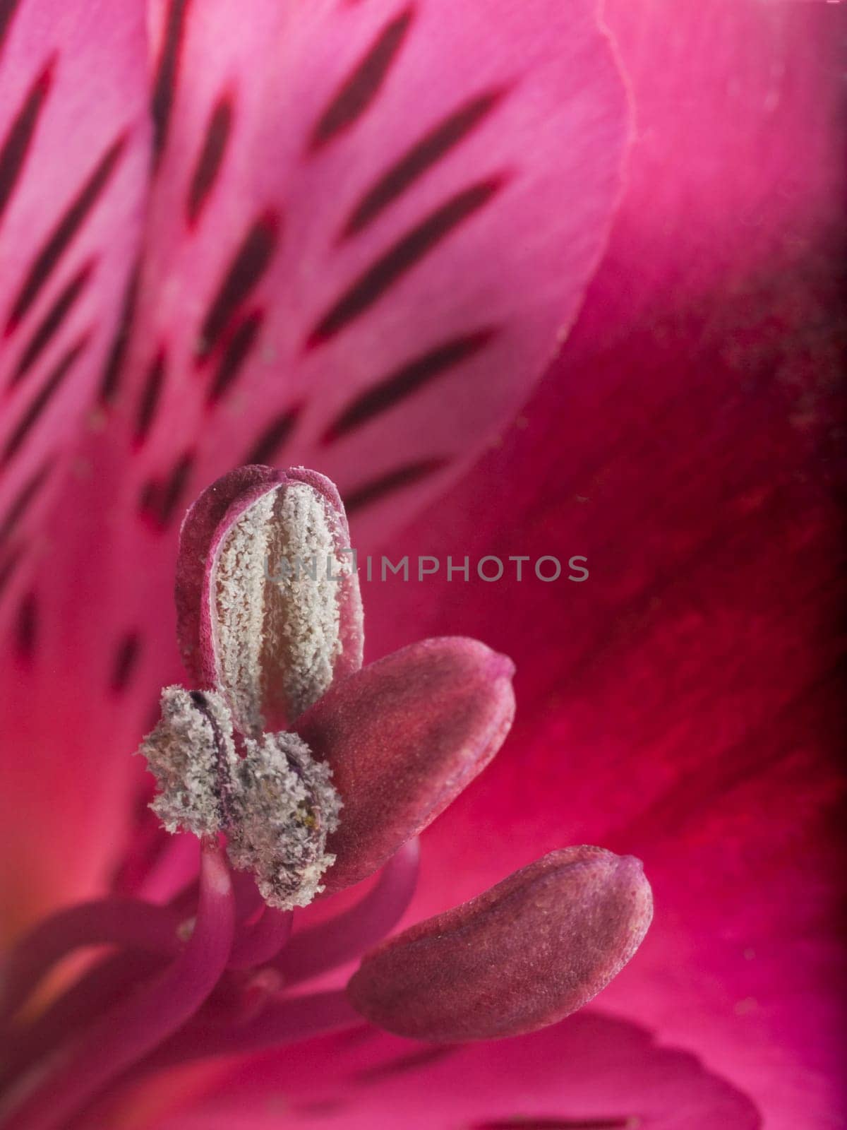 A macro shot of an alstroemeria flower