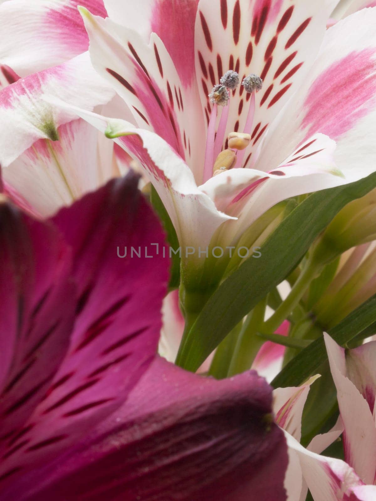 A macro shot of an alstroemeria flower