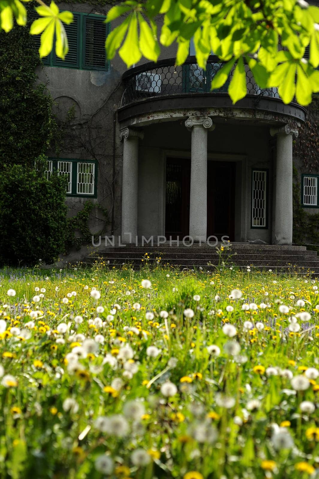 Wild garden of a villa