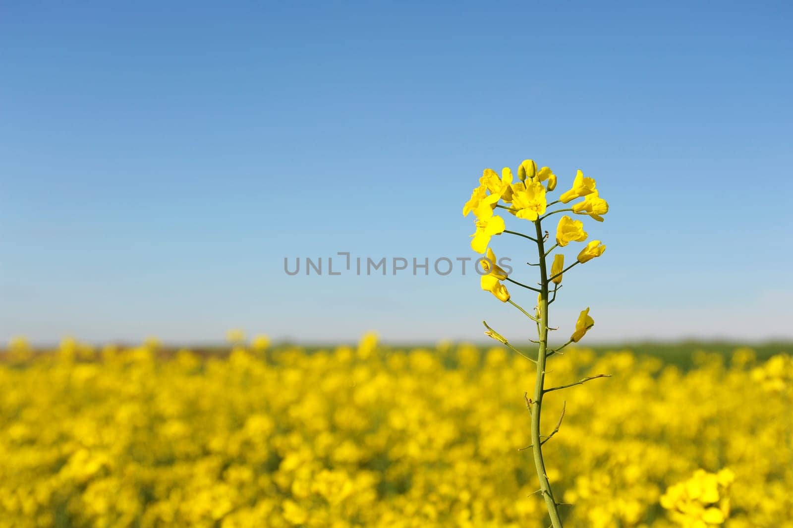 Rapeseed field and blue sky