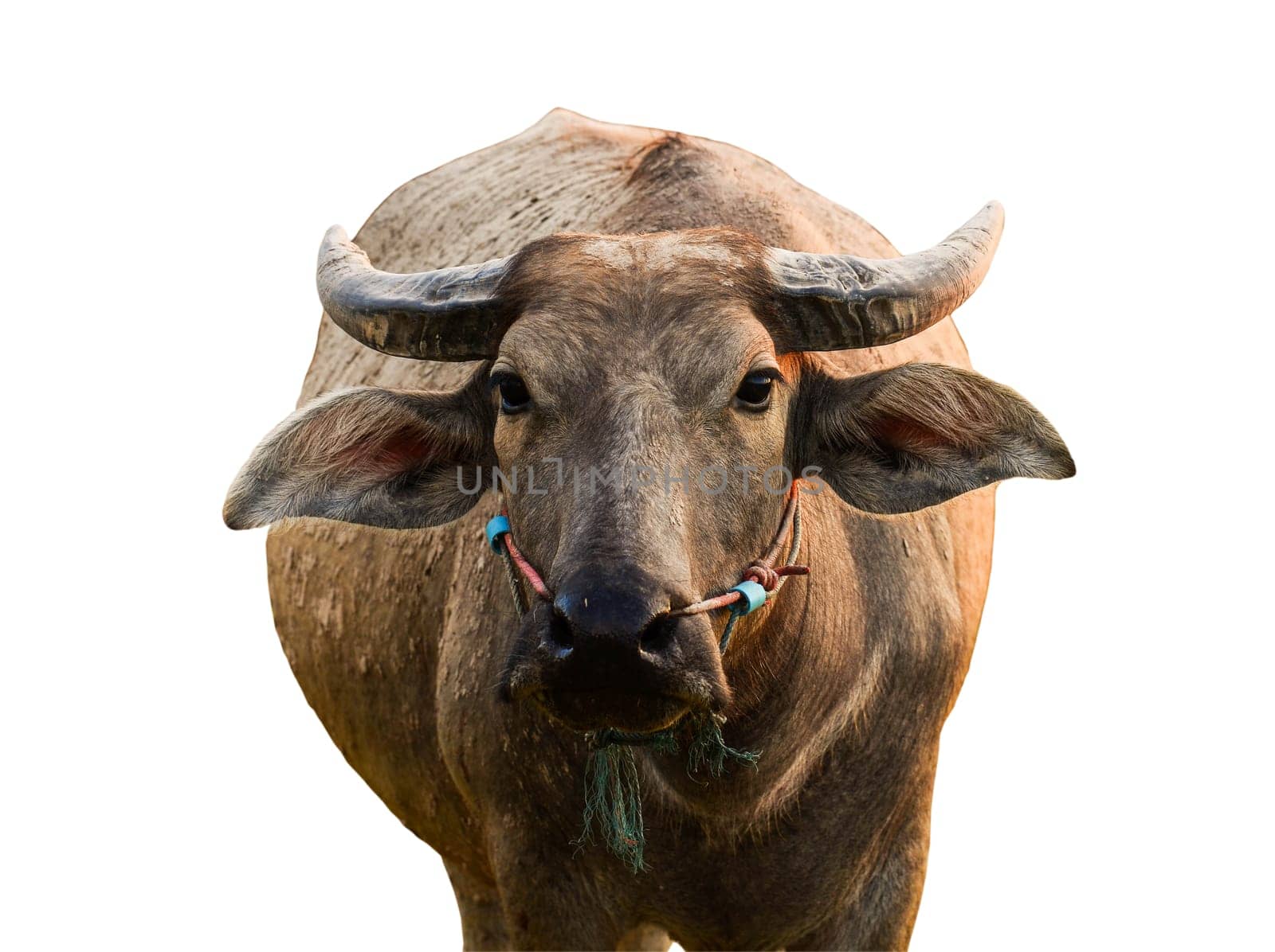 Buffalo isolated on the white background