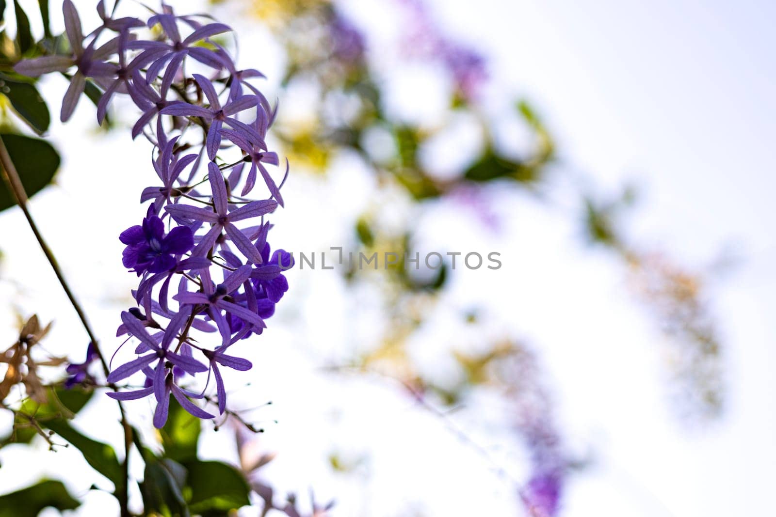 Closeup Of the Petrea Volubilis Flowers Commonly Known As The Purple Wreath. by urzine