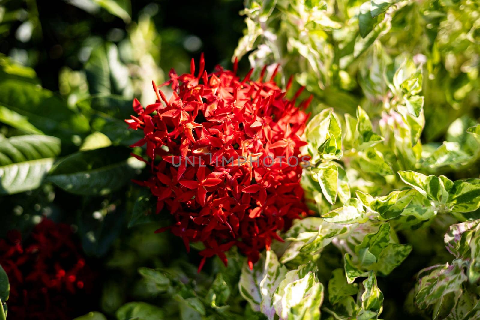 Beautiful Red spike flower. King Ixora blooming (Ixora chinensis). Rubiaceae flower.Ixora flower. Ixora coccinea flower in the garden.