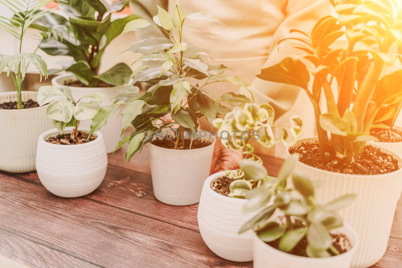 Home gardening, hobby, freelancing, cozy workplace. Grandmother gardener housewife in an apron holds a pot of Chamaedorea elegans in her hands.