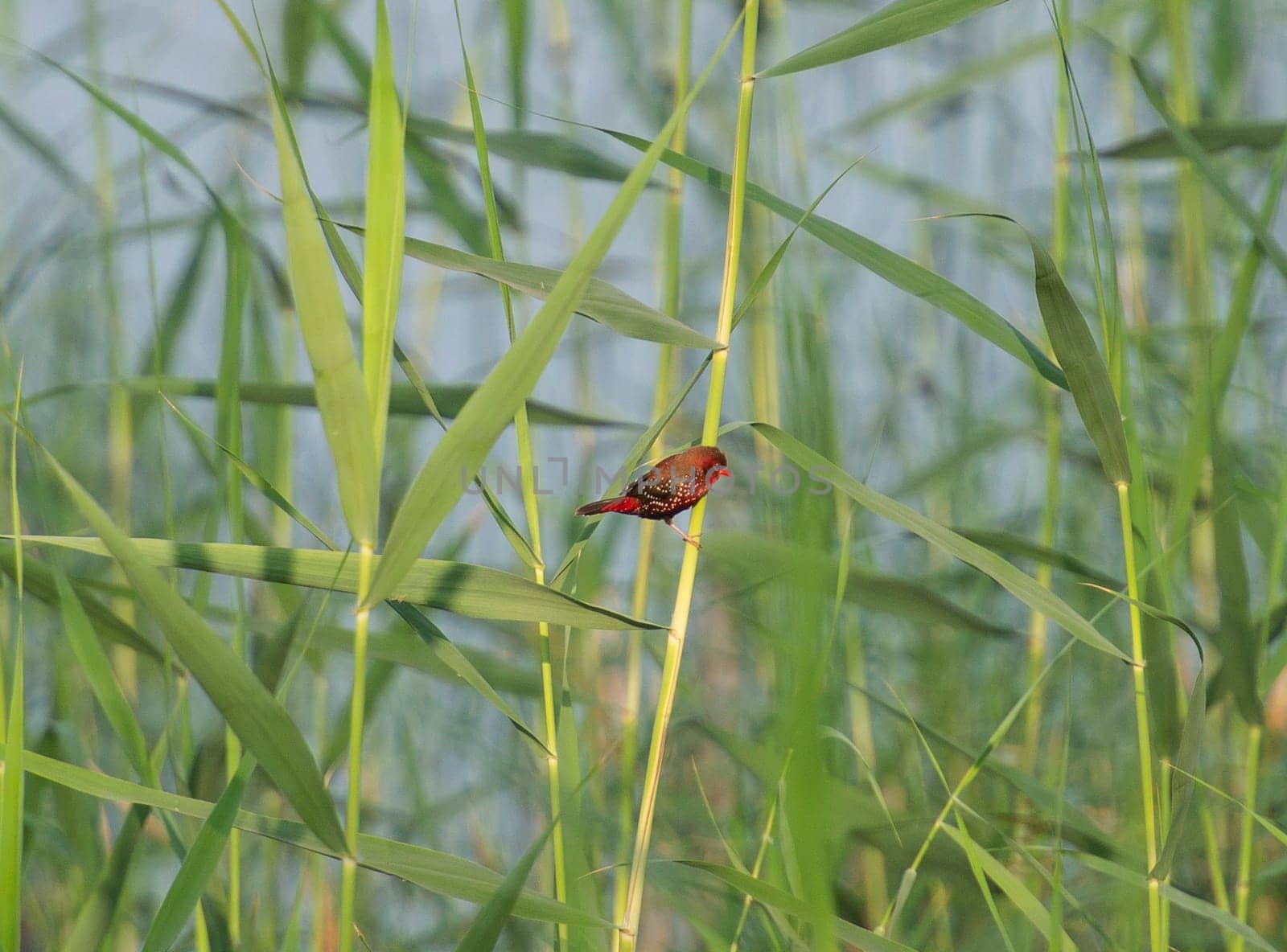 Red avadavat perched on grass reeds by river bank by paulvinten