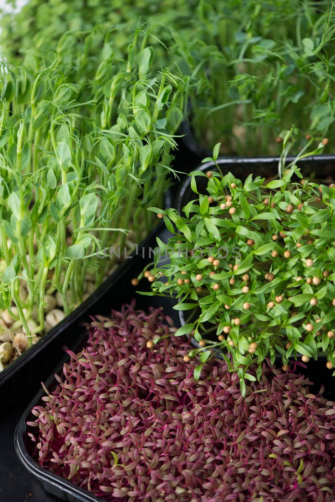 Growing microgreens at home. Different types of microgreens are used for food. Amaranth, arugula, radish, cilantro, sprouted peas in boxes. Fresh organic by aprilphoto