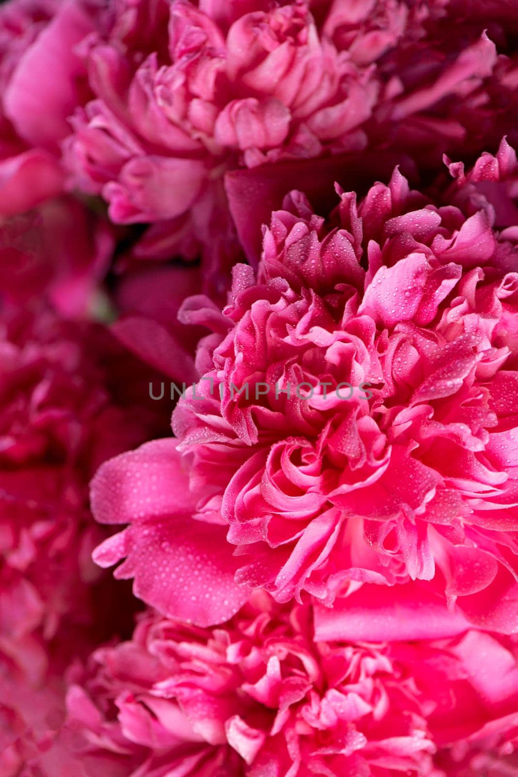 Pink floral background. Background bouquet of beautiful pink peonies. Blooming peony flowers, close-up. Wedding background, Valentine's day concept.